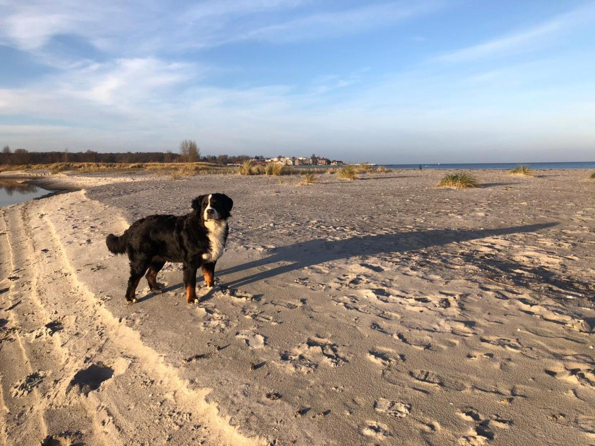Ferienwohnung „Die Koje“ Hohwacht/Ostsee 外观 照片